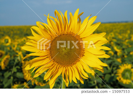 landscape with sunflower field and blue sky landscape with sunflower field and blue sky 15097553