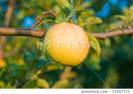 green apple. evening 15097555