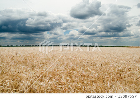 golden field under dramatic sky golden field under dramatic sky 15097557