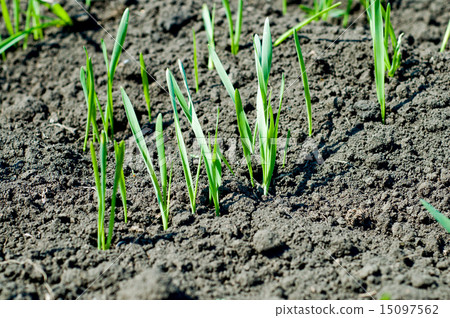 little green shots on the field 15097562
