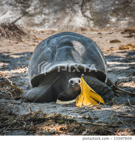 Seychelles giant tortoise 15097609
