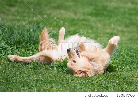 Golden retriever Golden retriever 15097760