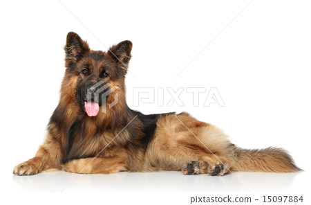 German shepherd dog lying down 15097884