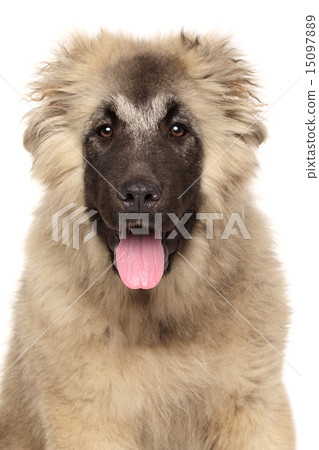 Portrait of happy Caucasian shepherd dog Portrait of happy Caucasian shepherd dog 15097889