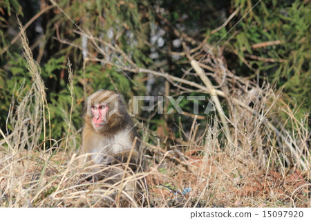 A wild monkey sitting normally along the national highway 15097920