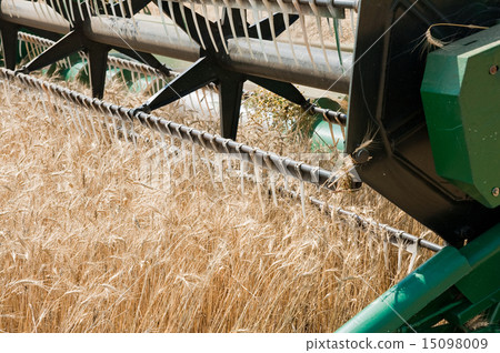 harvesting time closeup to combine harvesting time closeup to combine 15098009