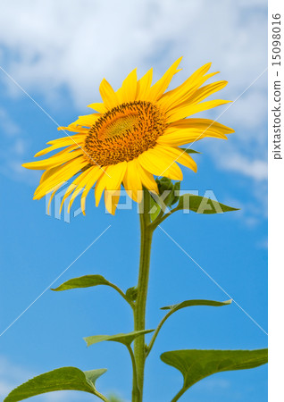 sunflower close-up central part sunflower close-up central part 15098016