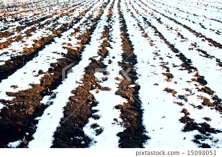 white and black rows of field white and black rows of field 15098051