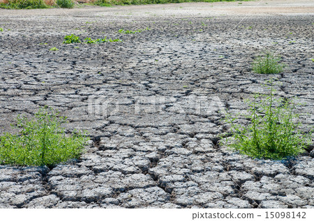 Dried lawn Dried lawn 15098142