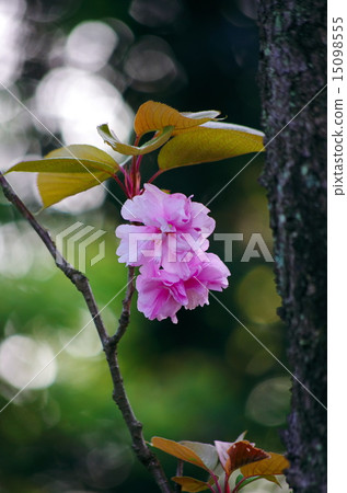 牡丹櫻桃樹 15098555