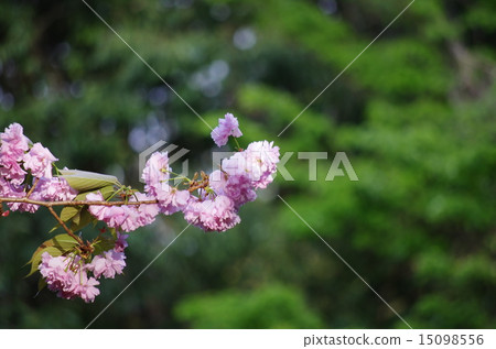 Peony cherry tree 15098556