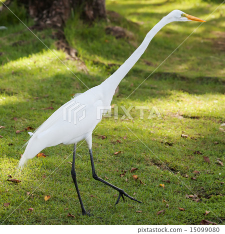 White egret walks on green grass, Dominicana 15099080