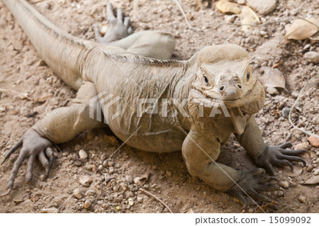 Closeup portrait of Rhinoceros Iguana lizard Closeup portrait of Rhinoceros Iguana lizard 15099092