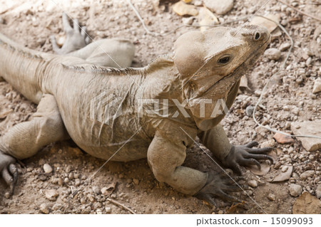 Rhinoceros Iguana, lizards in the family Iguanidae 15099093