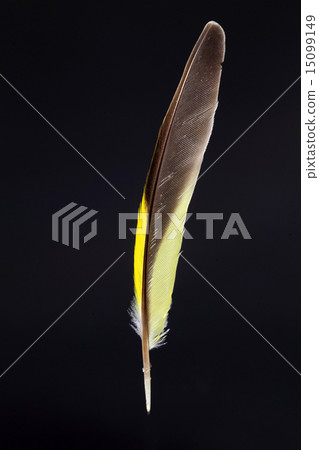Mahiwa's feathers 15099149