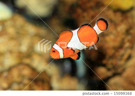 Clown anemonefish 15099168