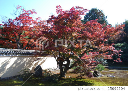 Kao's garden (Sagaokitabori-cho, Kamigyo-ku, Kyoto City) Kao's garden (Sagaokitabori-cho, Kamigyo-ku, Kyoto City) 15099204
