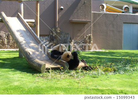 Two friendly pandas while eating beside the slide 15099343