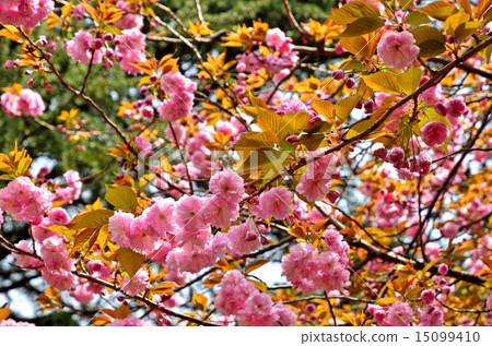 樹:Yaezakura玫瑰家族 樹:Yaezakura玫瑰家族 15099410
