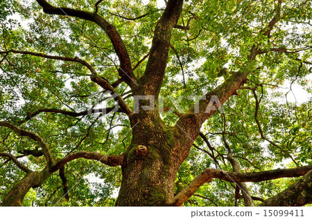 Tree: Camphor tree Tree: Camphor tree 15099411