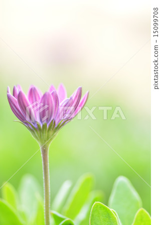 Fluffy flower 15099708