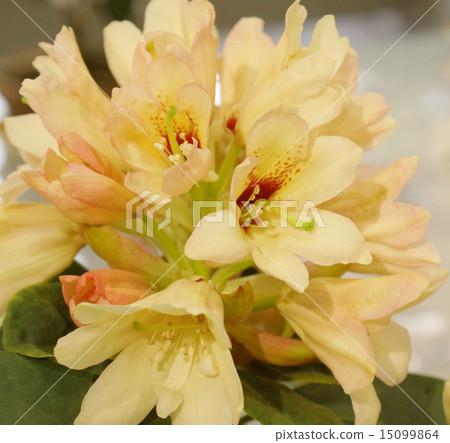 杜鵑花02 15099864