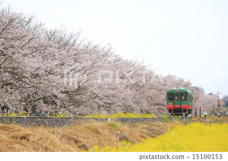Spring Moka Railway 15100153