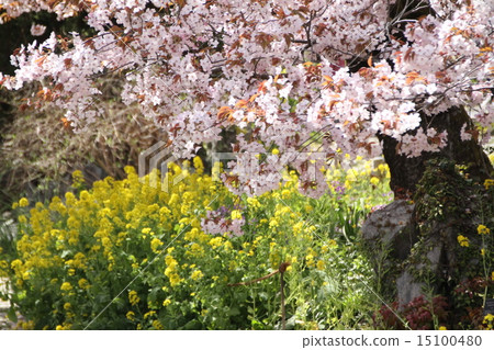 櫻花強姦 15100480