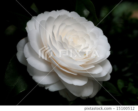 Camellia 15100512