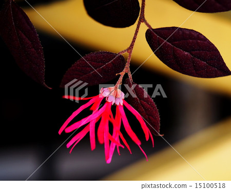 Safflower Tokiwamansaku 15100518