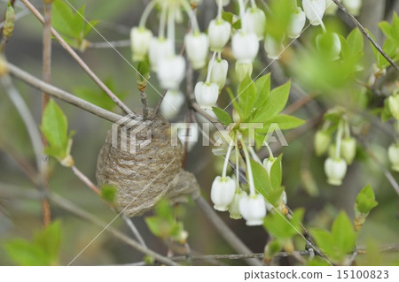 Mantis egg Mantis egg 15100823