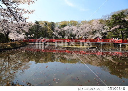 在Iwatsuki城堡的櫻花破壞公園 15100848