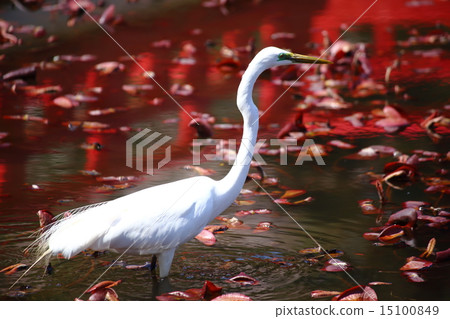 Cherry blossoms at Iwatsuki castle ruins park 15100849