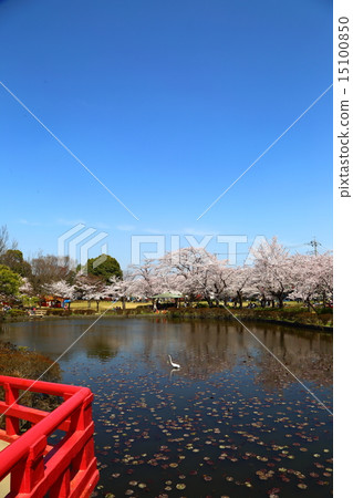 Cherry blossoms at Iwatsuki castle ruins park 15100850