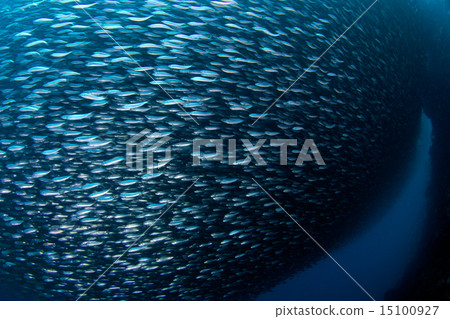 沙丁魚部落 15100927