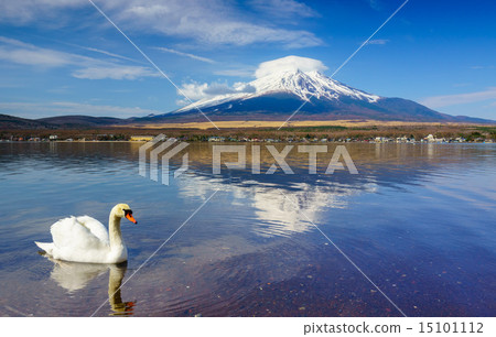 White Swan with Mount Fuji at Yamanaka lake, Yaman 15101112