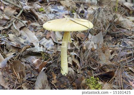 鵝Subjunquillea 15101425