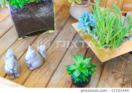 Planting succulent plants Planting succulent plants 15101444