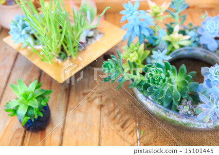 Planting succulent plants Planting succulent plants 15101445