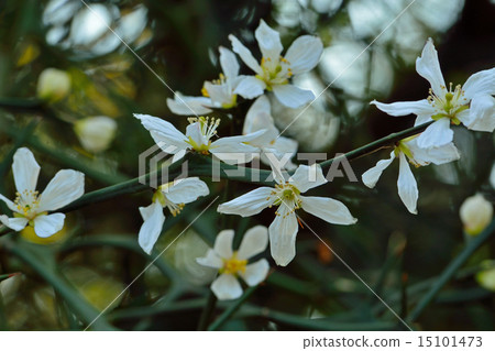 Tree: Karatachi Moxui family 15101473