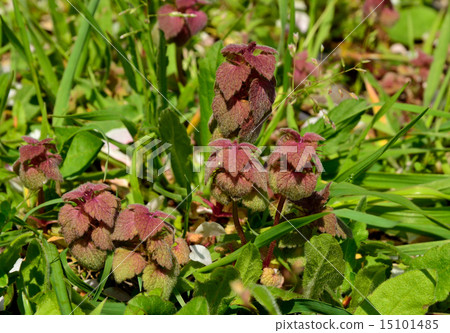 Plants: Labiataeae 15101485