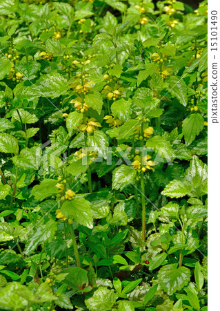 Plant: Lamura Family 15101490