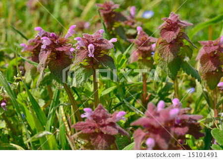 Plants: Labiataeae 15101491