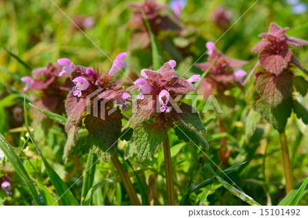 Plants: Labiataeae 15101492