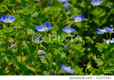 Plant: Family Psittacidae 15101493