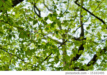 Tree: Acacia birchaceae Tree: Acacia birchaceae 15101495