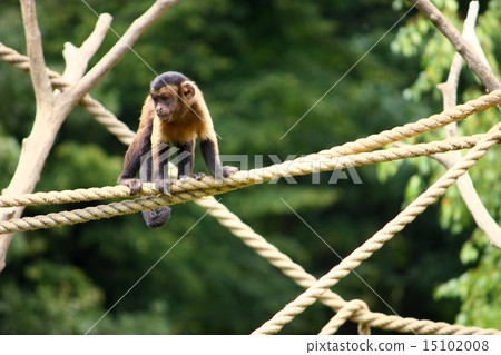 Capuchin monkey 15102008