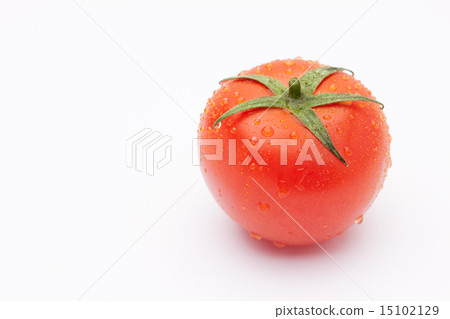 蕃茄 蕃茄 15102129