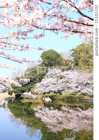 Cherry blossoms at Omiya Park Cherry blossoms at Omiya Park 15102192