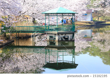 大宮公園的櫻花 照片素材 圖片 圖庫